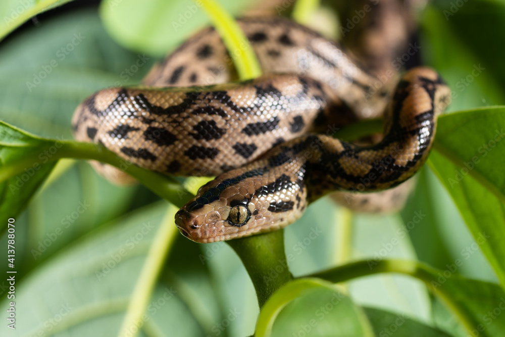 Close up photography of an exotic snake on a tree branch Close up photography of an exotic snake on a tree branch