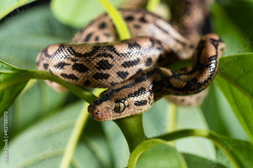 Close up photography of an exotic snake on a tree branch