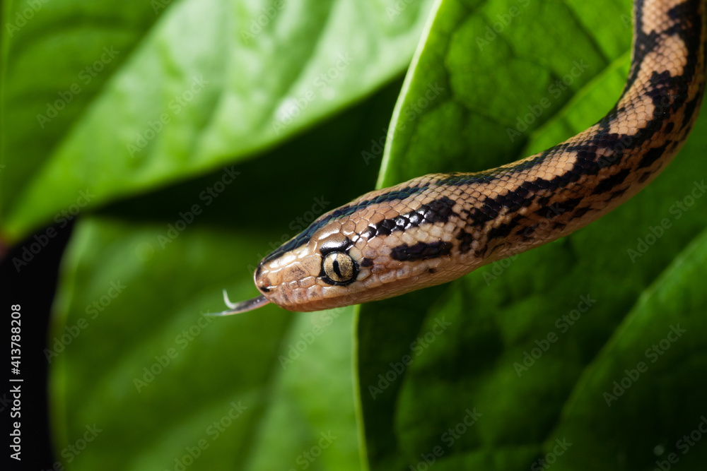 Close up photography of an exotic snake on a tree branch Close up photography of an exotic snake on a tree branch