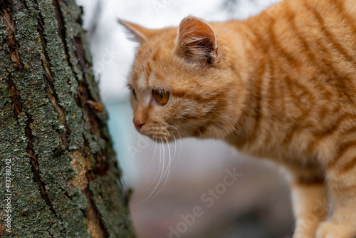 Ginger kitten climbs the tree in autumn