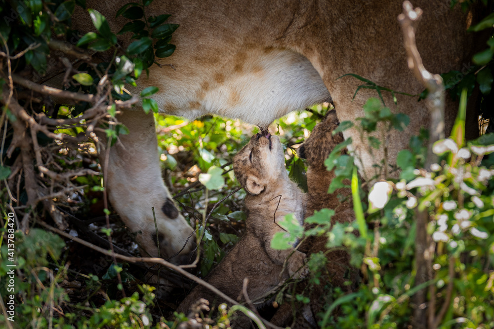 Lion cub suckling from its mother. Lion cub suckling from its mother.