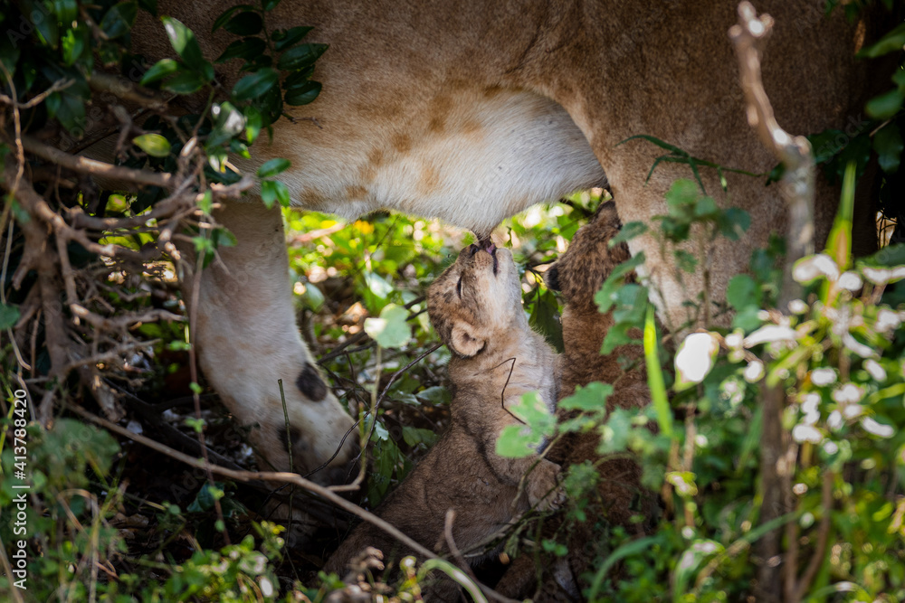 Lion cub suckling from its mother.