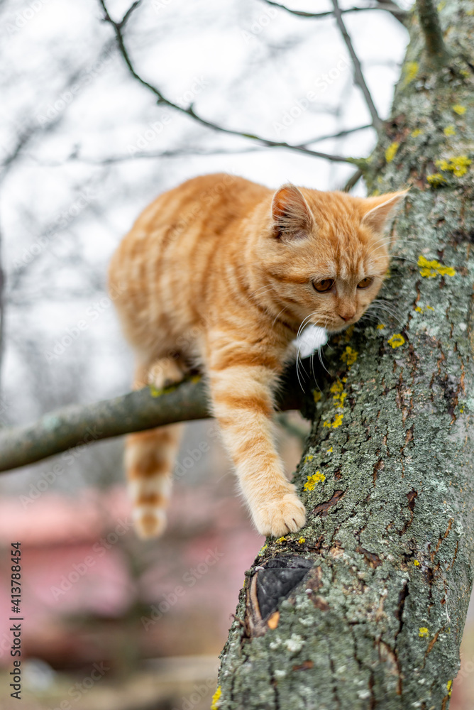 Ginger kitten climbs the tree in autumn Ginger kitten climbs the tree in autumn