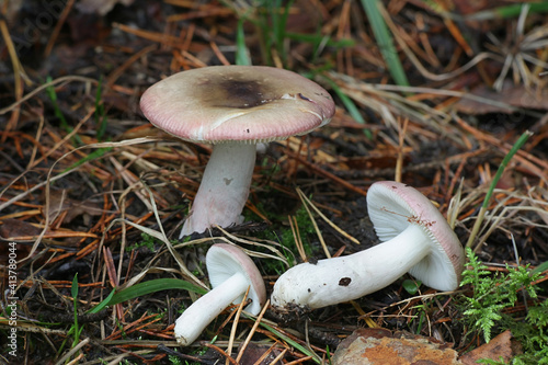 Russula gracillima, commonly known as the slender brittlegill, wild mushroom from Finland