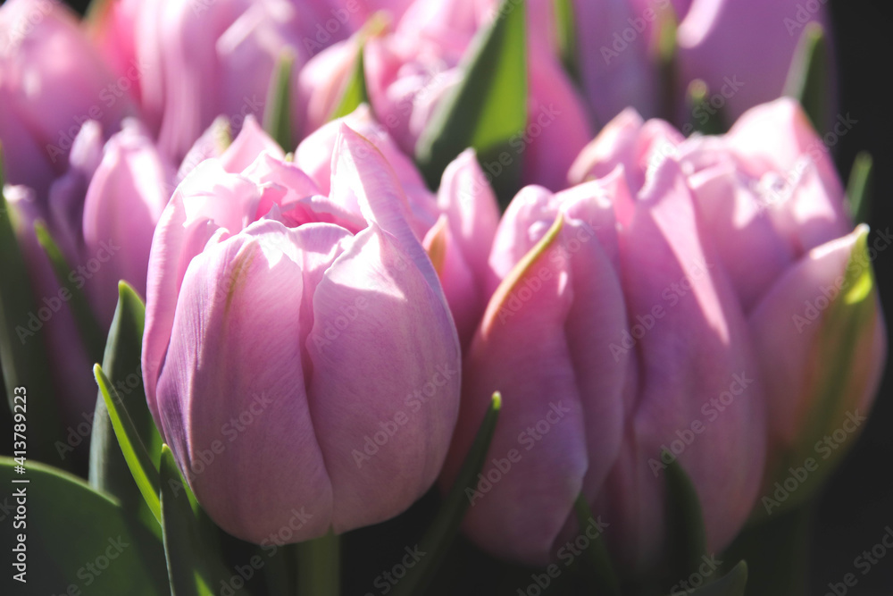 Obraz premium BRIGHT AND BEAUTIFUL SPRING TULIPS