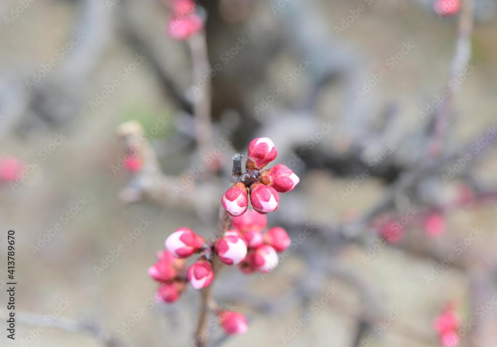 四国香川県の紅梅と白梅