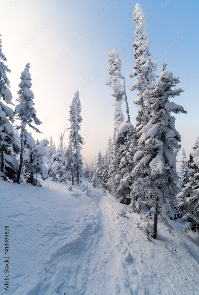 Obraz premium Magical winter forest under morning sunlight, Gaspesie, QC, Canada