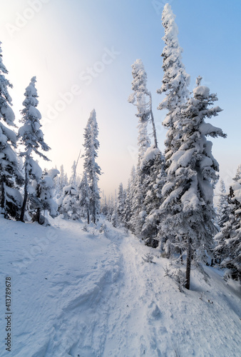 Magical winter forest under morning sunlight, Gaspesie, QC, Canada © David