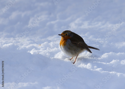 Robin Red Breast standing in snow.