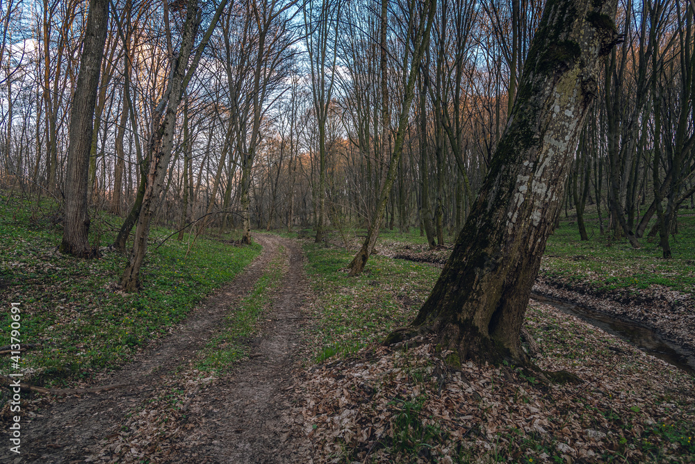 Obraz premium Spring nature