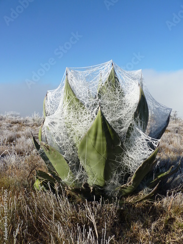 Agave im Winter P1180767