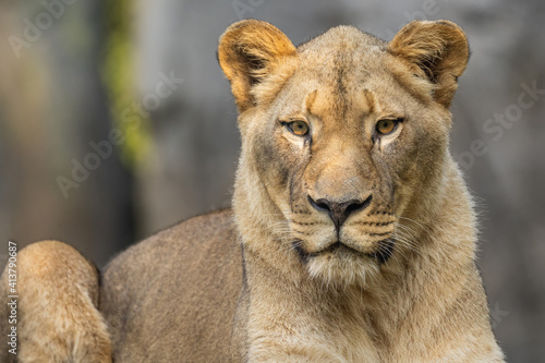 A a Portrait of a Lion photo