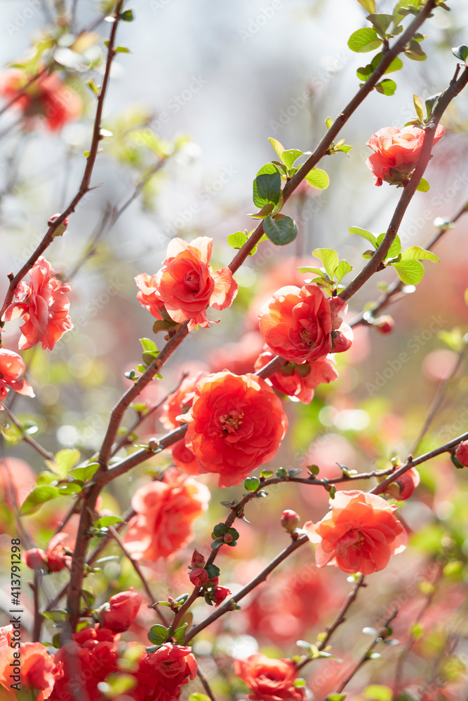 Orange Blossoms on Tree in the Sunlight Orange Blossoms on Tree in the Sunlight