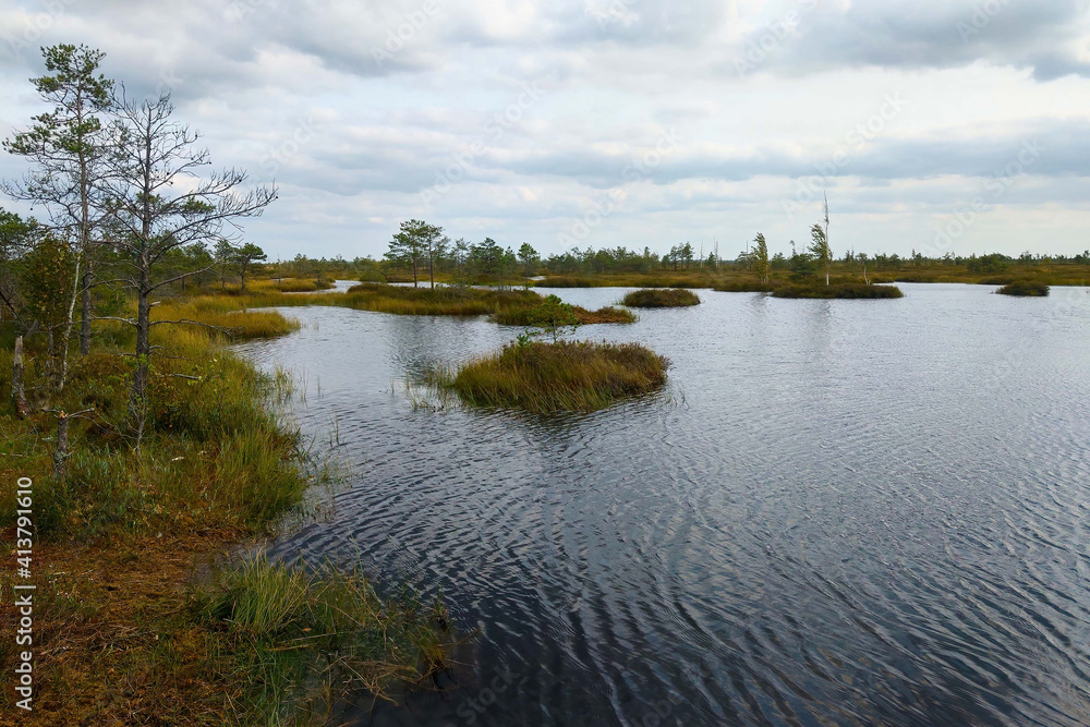 Obraz premium A beautiful picturesque swamp in late autumn.