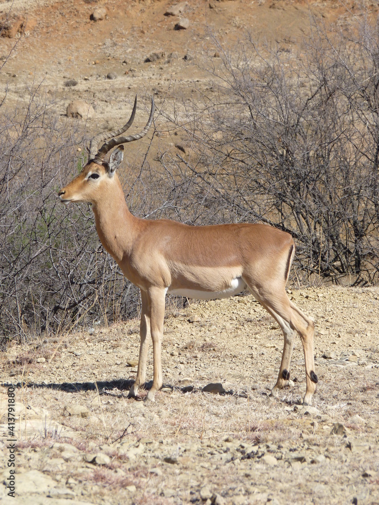 Impala Männchen in Afrika P1190082 Impala Männchen in Afrika P1190082