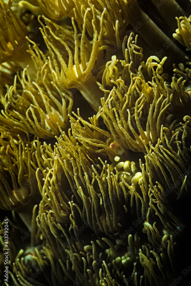 A Soft coral that looks like an anemone in Madagascar. A Soft coral that looks like an anemone in Madagascar.