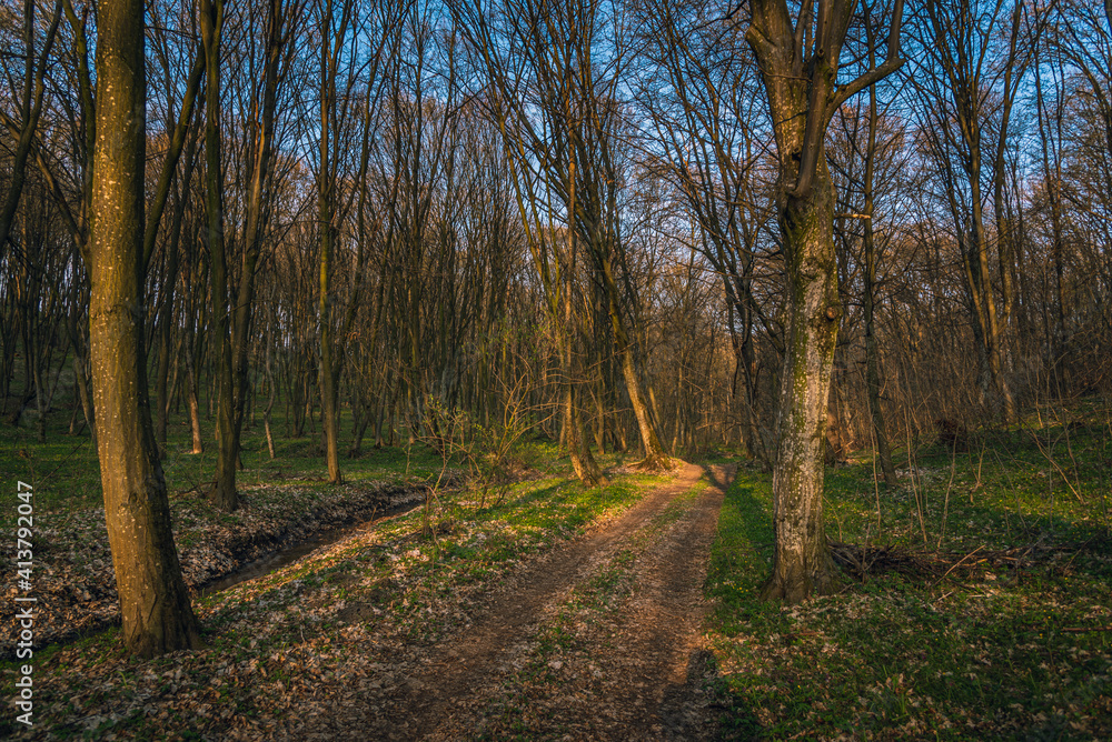 Spring landscape