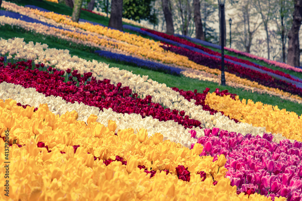 Colorful Tulips At Emirgan Park, Istanbul