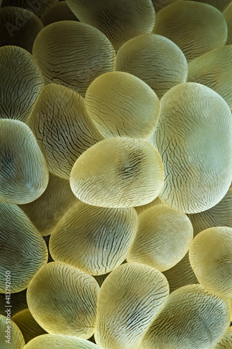 A close-up of Lichtenstein's bubble coral (Physogyra lichtensteini). photo