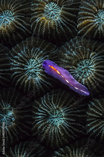 A Bifurcated flatworm (Pseudoceros bifurcus) on hard coral, Madagascar photo
