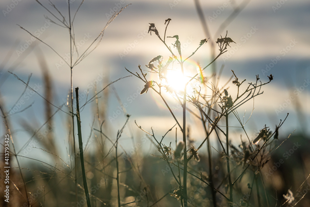 Obraz premium An orange dry grass with frost is on a beautiful sunset background with bokeh light in winter