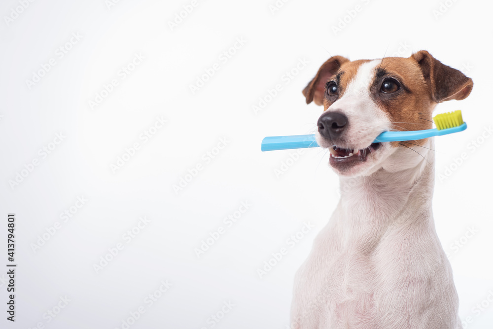 Smart dog jack russell terrier holds a blue toothbrush in his mouth on a white background. Oral hygiene of pets. Copy space