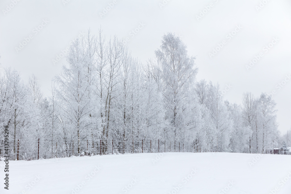 Trees in hoarfrost at the edge of a field on a frosty day Trees in hoarfrost at the edge of a field on a frosty day