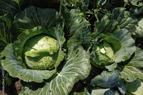 Close up of a head of cabbage in the garden, a useful green vegetable.