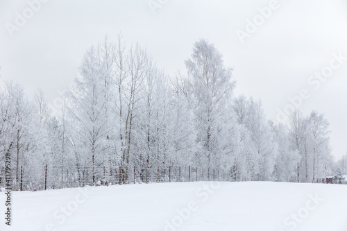 Trees in hoarfrost at the edge of a field on a frosty day © akintevs