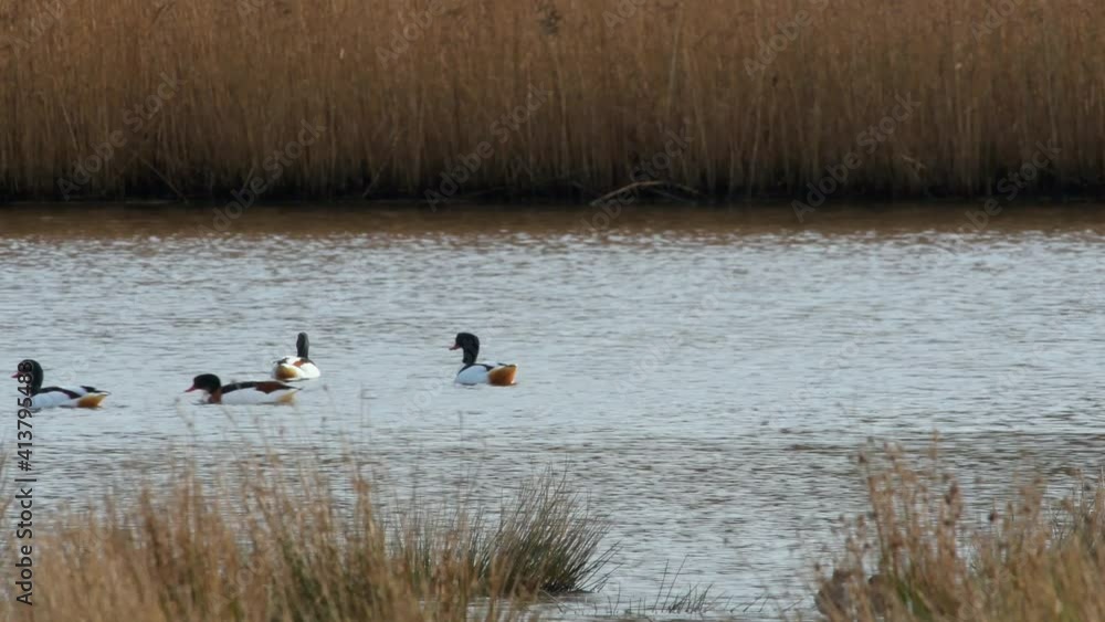 Common Shelduck, Shelducks, Tadorna tadorna, birds on water in habitat Common Shelduck, Shelducks, Tadorna tadorna, birds on water in habitat