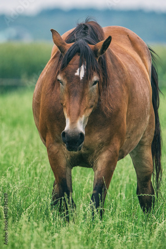 The horse grazes in the pasture in summer.