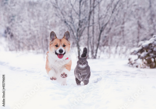 beautiful tabby cat and red Corgi dog run in the winter garden on fluffy snow