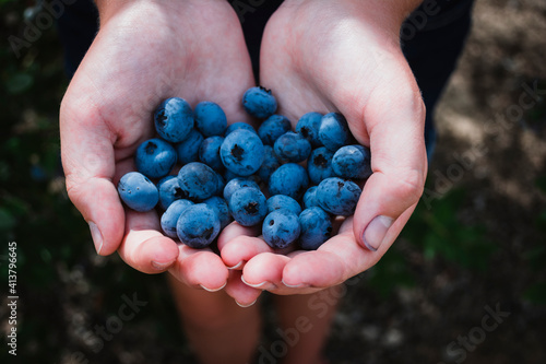 Handful of Freshly Picked Blueberries from a Blueberry Farm photo