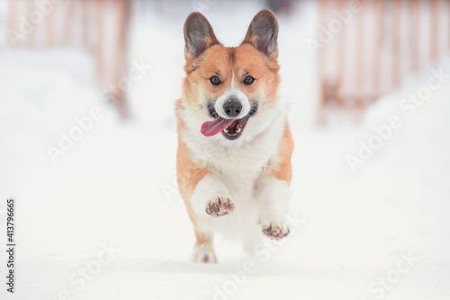 red Corgi Dog runs in the winter garden on the fluffy snow sticking out his tongue