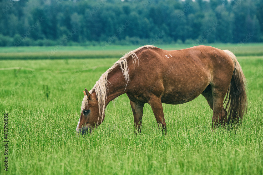 Obraz premium The horse grazes in the pasture in summer.