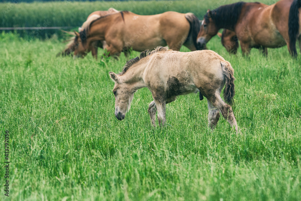 The horse grazes in the pasture in summer. The horse grazes in the pasture in summer.