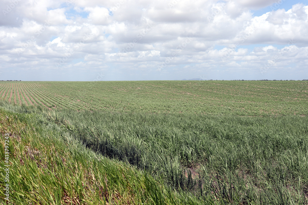 Fototapeta premium Sugarcane plantation located in the state of Alagoas, Brazil. Its scientific name is Saccharum officinarum.