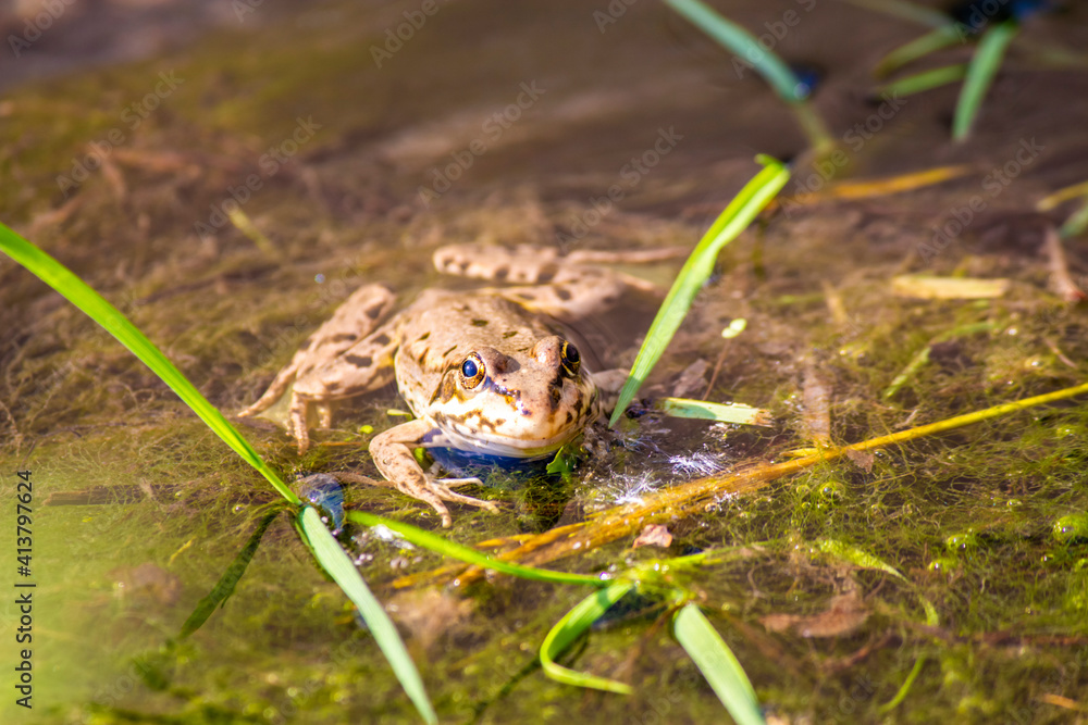 A frog sitting in a swamp among mud and duckweed A frog sitting in a swamp among mud and duckweed