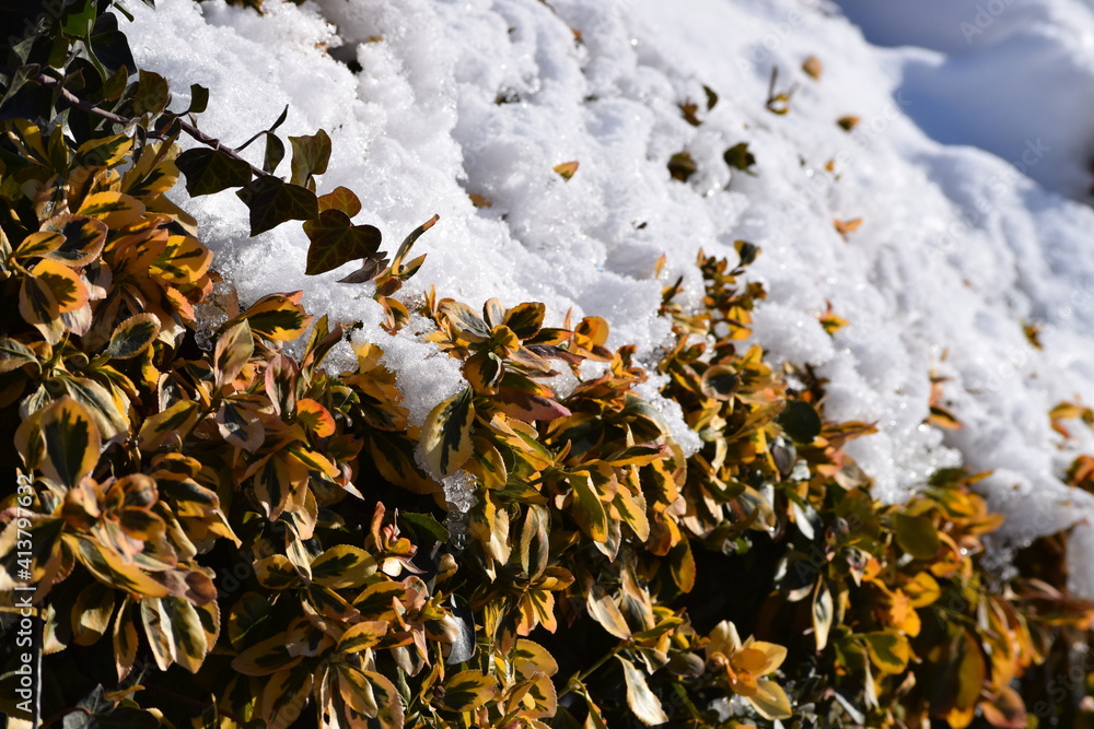 Obraz premium Hedge in the Snow