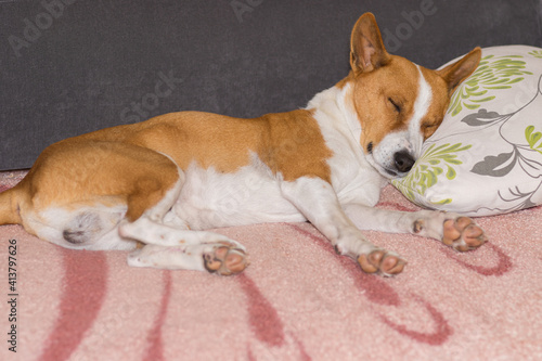 Basenji dog sleeping sweet  on a pillow on master's sofa © Yuri Kravchenko