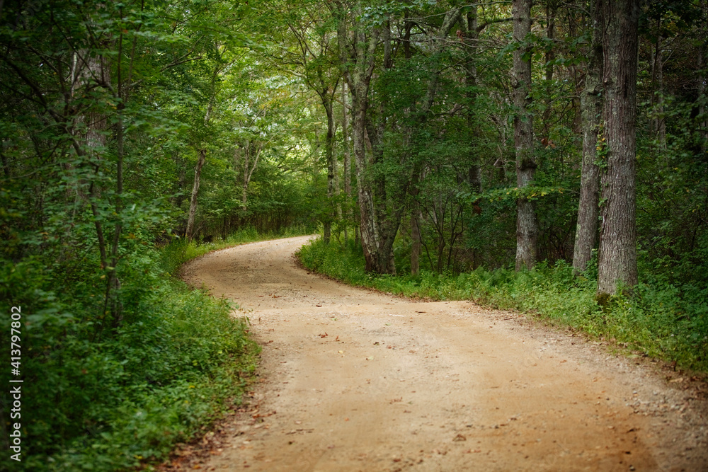 Dirt road amidst trees in forest Dirt road amidst trees in forest
