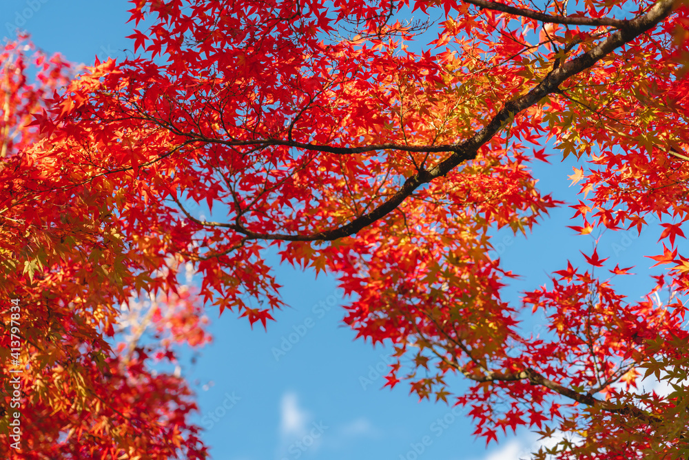 colorful tree branches in Japanese garden, Look up view of the trees in autumn season colorful tree branches in Japanese garden, Look up view of the trees in autumn season