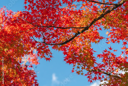 colorful tree branches in Japanese garden, Look up view of the trees in autumn season