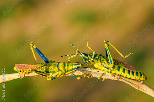 two painted grasshopper on a branch, battling for dominance.