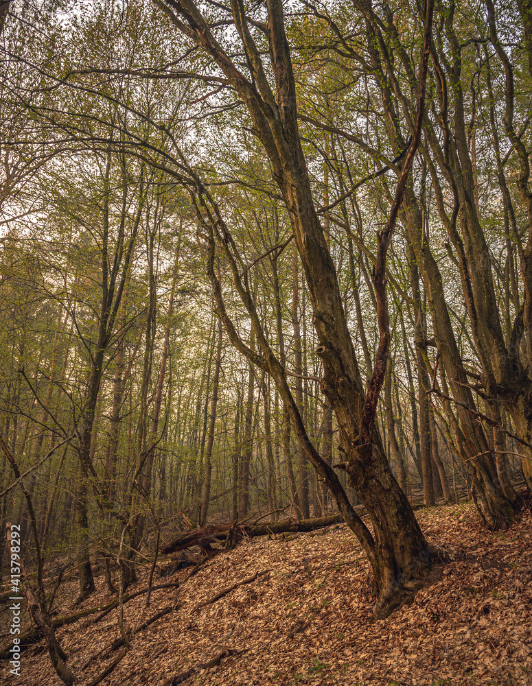 Fototapeta premium Spring forests