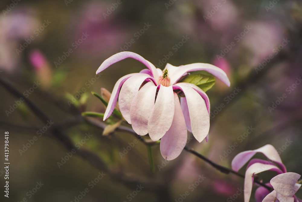 Obraz premium Magnolia spring flowers