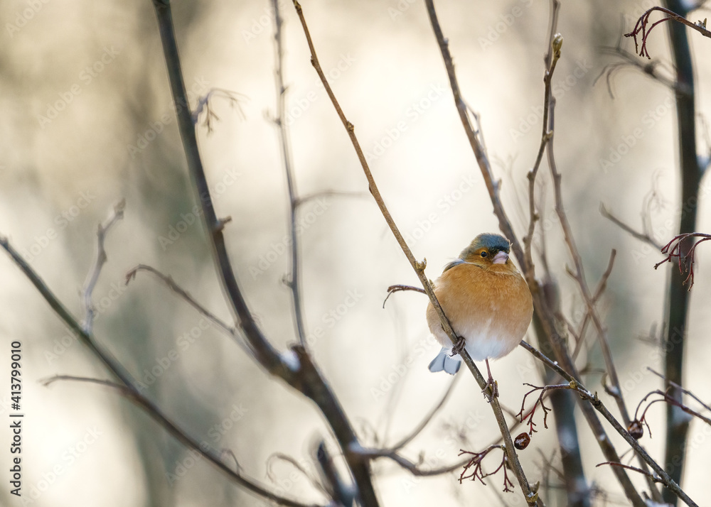 Chaffinch Puffed up on branch Chaffinch Puffed up on branch