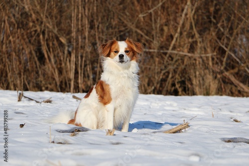 beautiful small mixed dog is sitting in the snow on a field