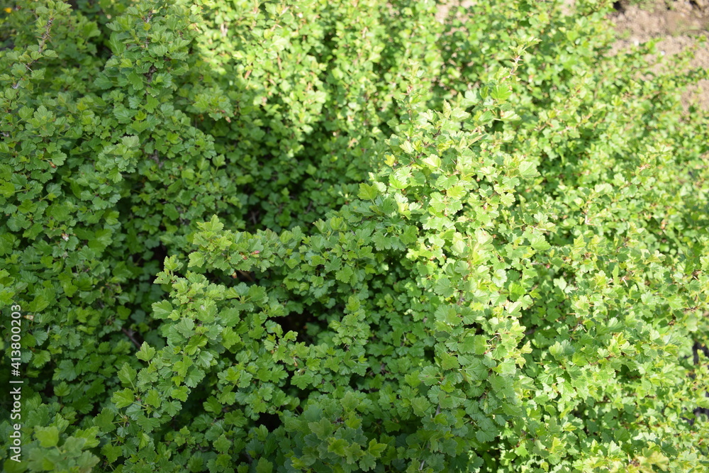 Dense bush with tiny leaves Dense bush with tiny leaves