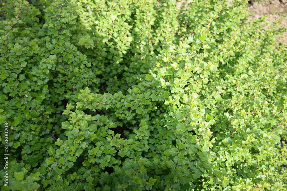 Dense bush with tiny leaves